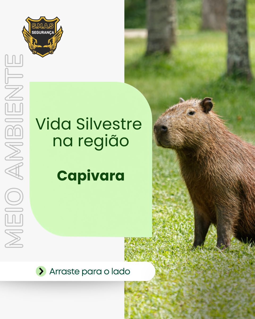 Vida Silvestre na região: Capivara