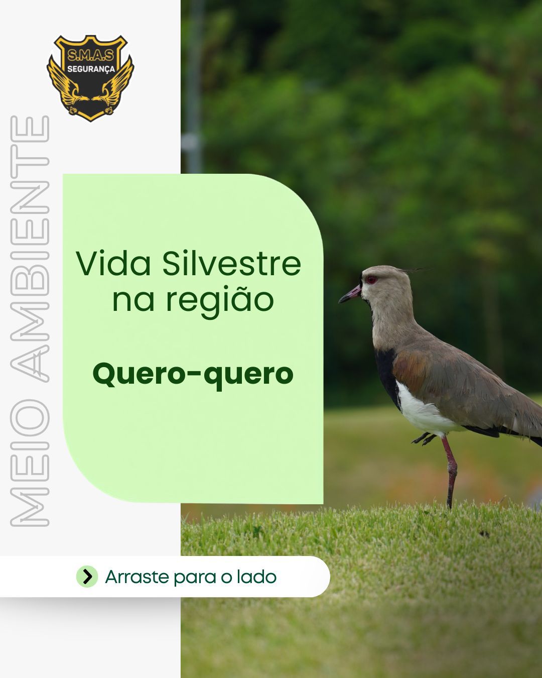 Vida Silvestre na região: Quero-quero