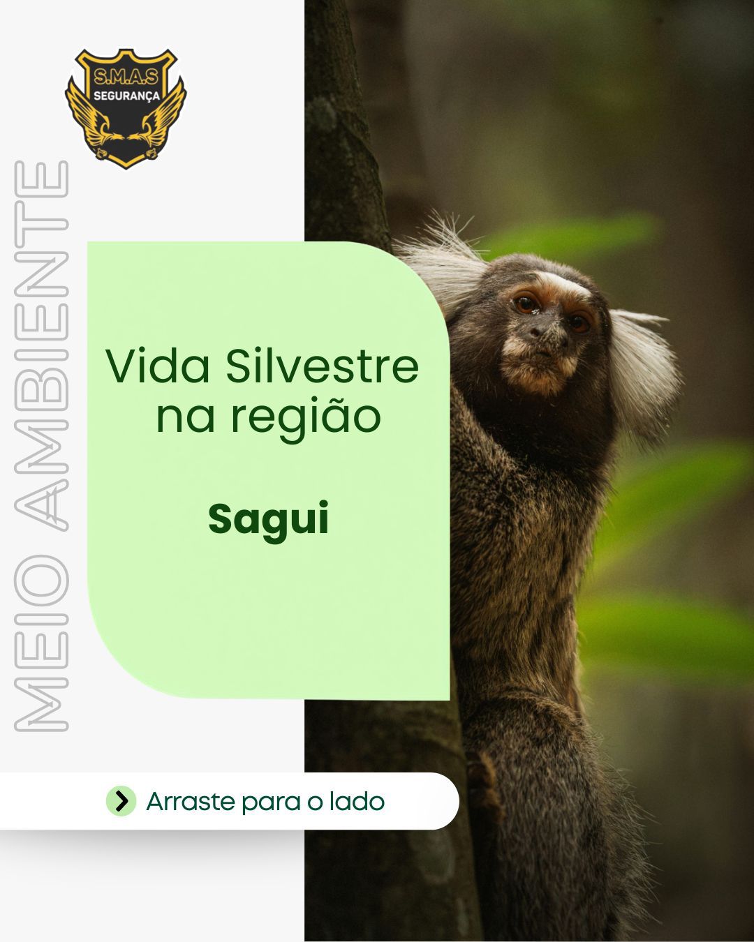 Vida Silvestre na região: Sagui