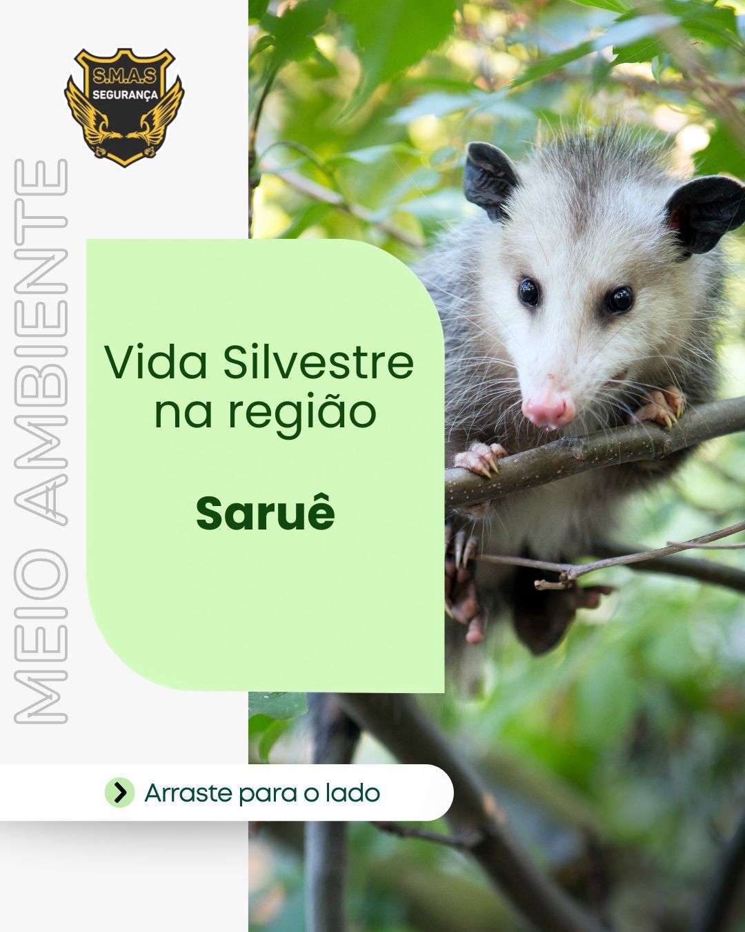 Vida Silvestre na região: Saruê